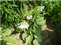 hosta